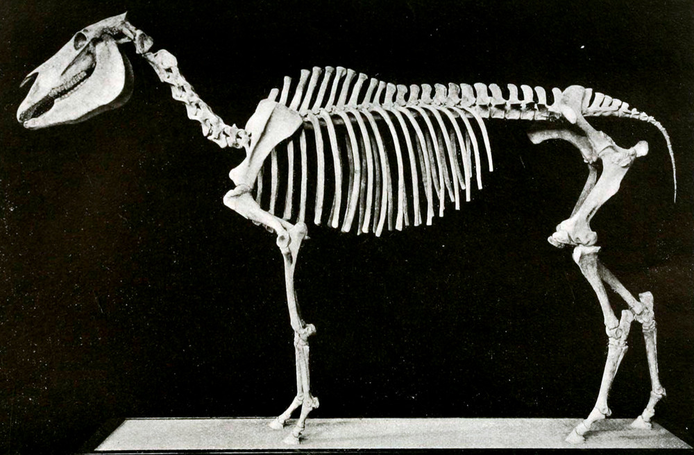 pleistocene-horse.jpg