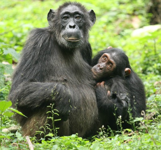 chimp-pair.jpg